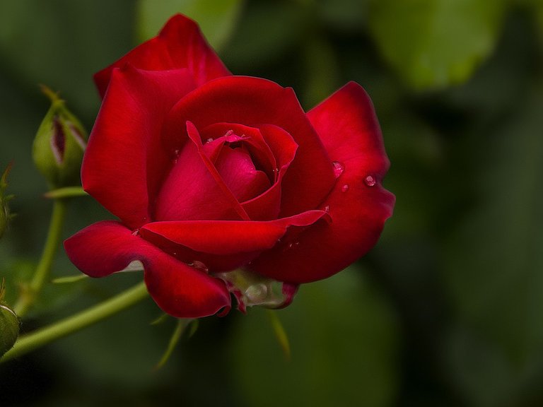 flowers-rose-red-buds-petals-flower-wallpaper-3d-hd.jpg