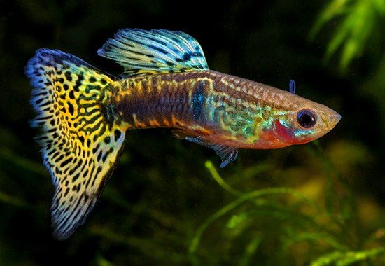 stack-gallery-fish-guppy-yellow-cobra-03-550x380.jpg