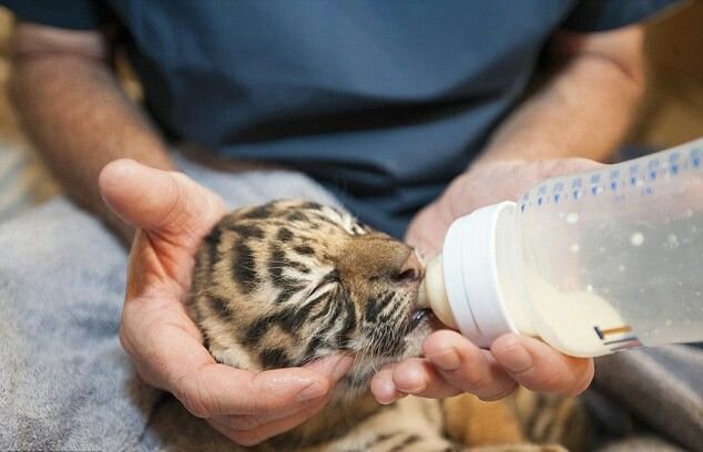 2B42DA4700000578-3193295-Adorable_Two_week_old_tiger_cub-a-16_1439274312752.jpg