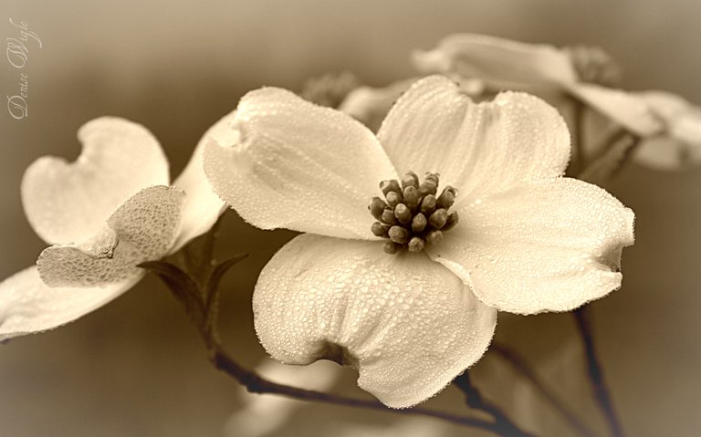 sepia dogwood wih watermark.jpg