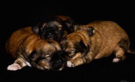 Puppies6-263x160.jpg