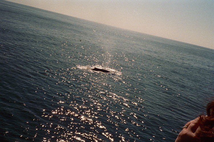 humpback whale03.JPG