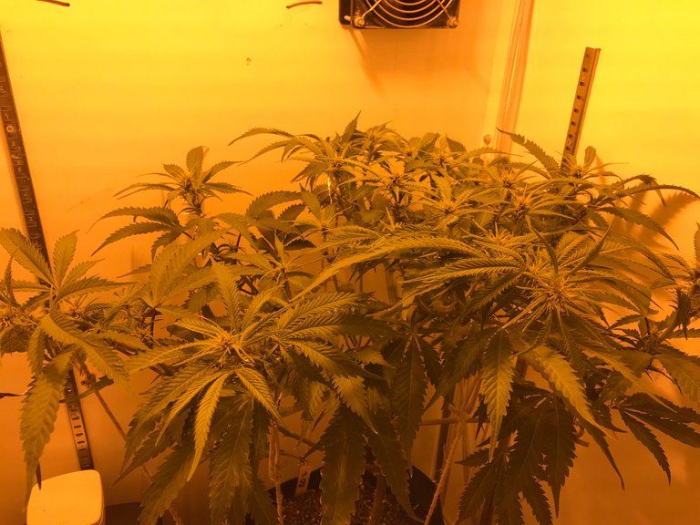 1 week into flowering low stress and high stress training .JPG