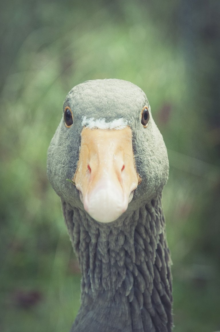 greylag-goose-1970109_1280.jpg