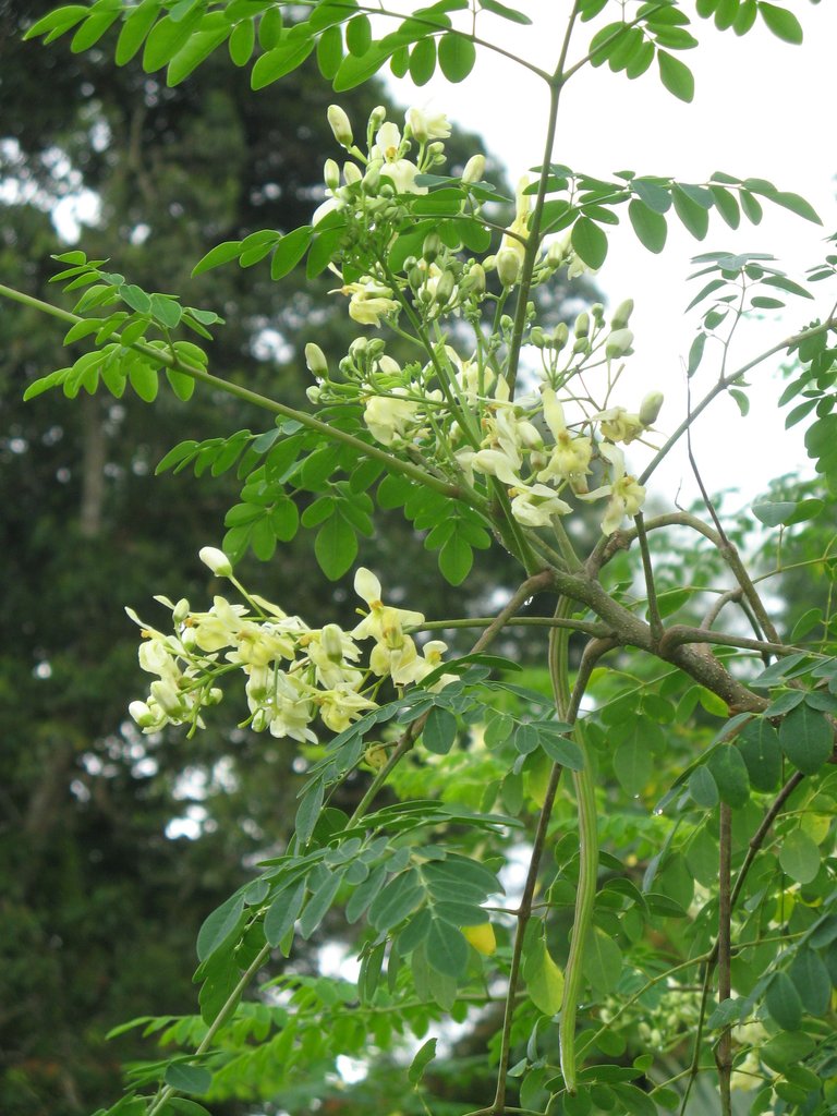 Moringa kelor.jpg