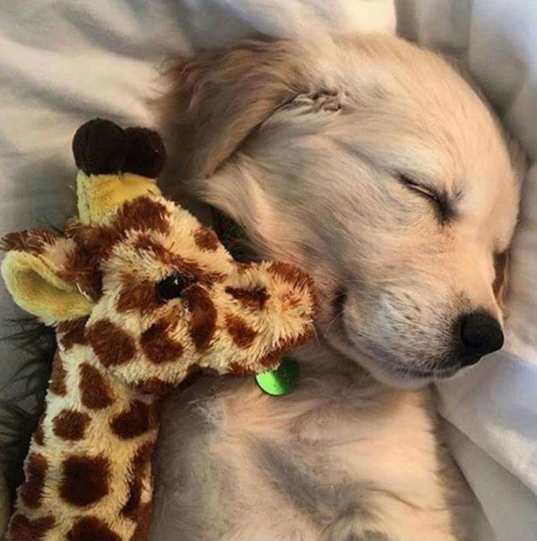 Cute-little-puppy-sleeping-with-toy.jpg