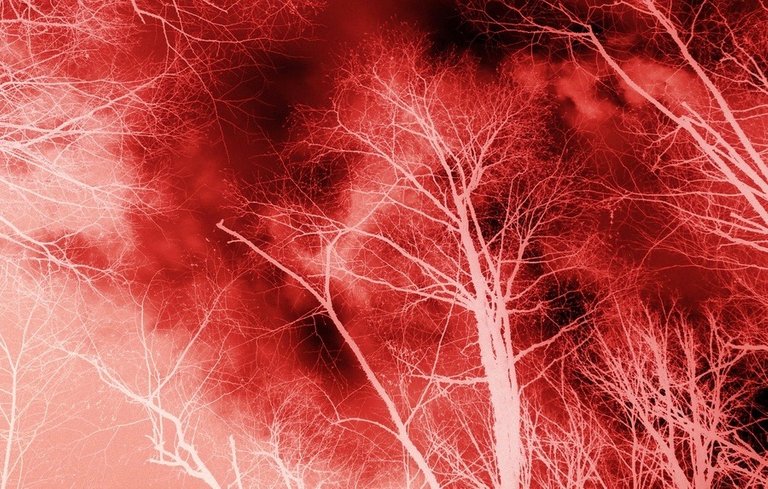 red-treewires.jpg