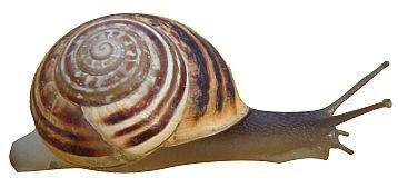 Snail 169HS P1.jpg