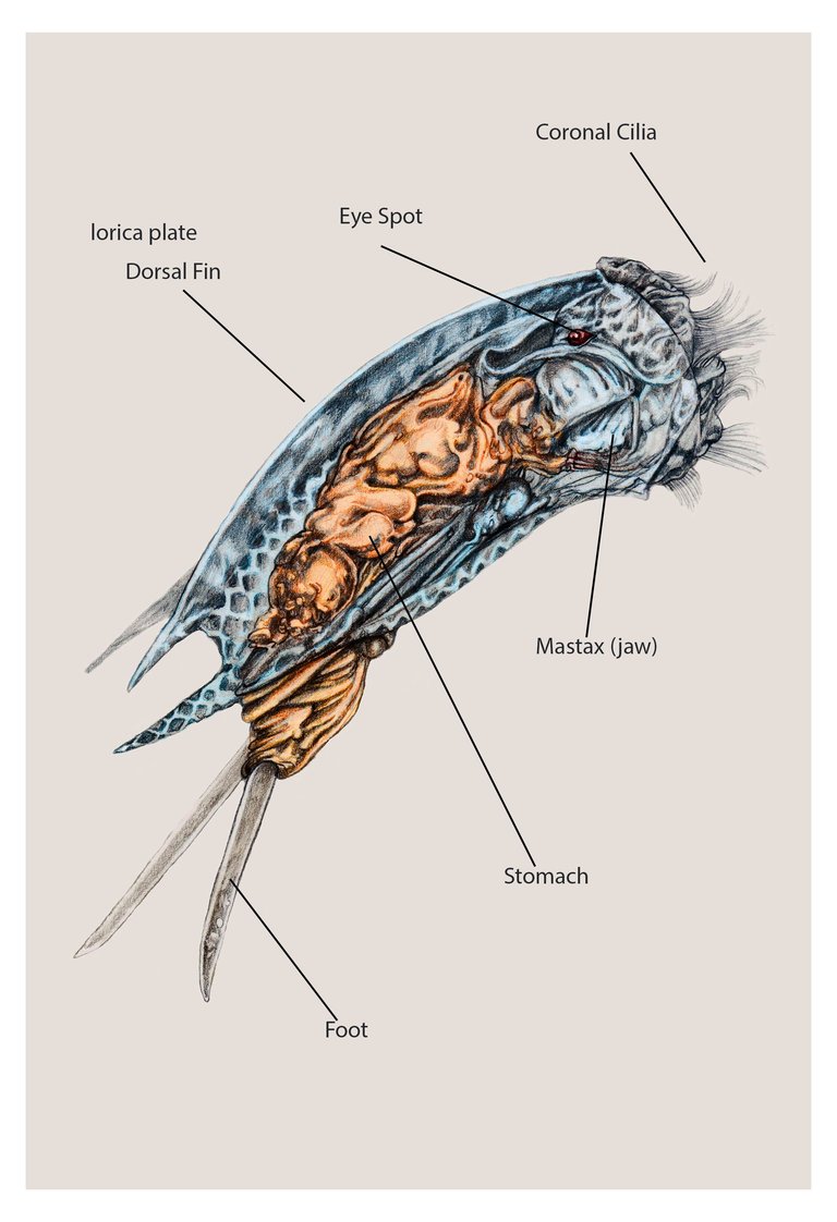 Rotifer labled.jpg