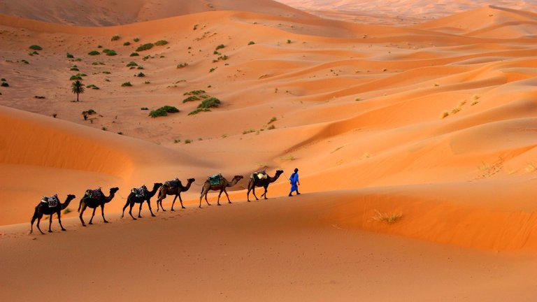 camels-large-sahara-desert.jpeg