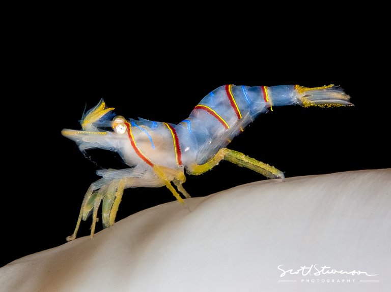 Candy Stripe Shrimp-1.jpg