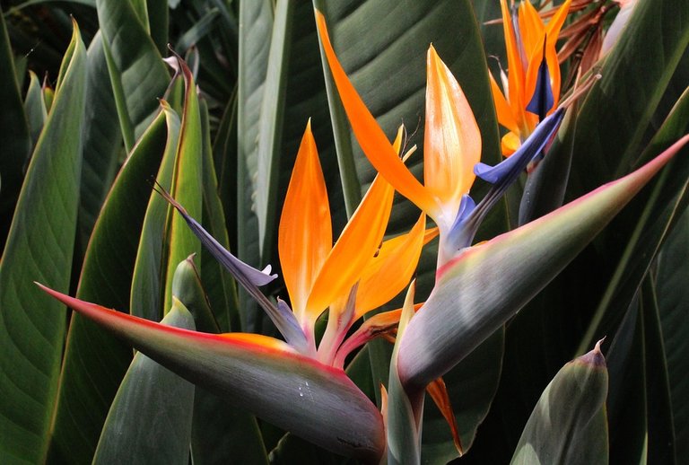 bird-of-paradise-flower-2860222_960_720.jpg