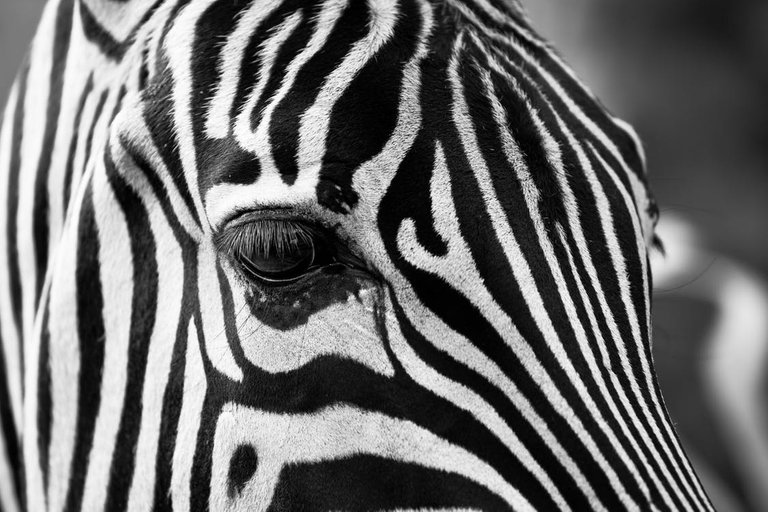 zebra-stripes-black-and-white-zoo-39245.jpeg