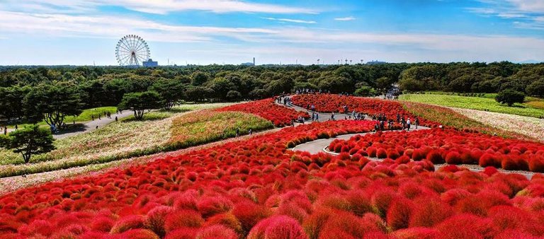 Hitachi-Seaside-Park.jpg