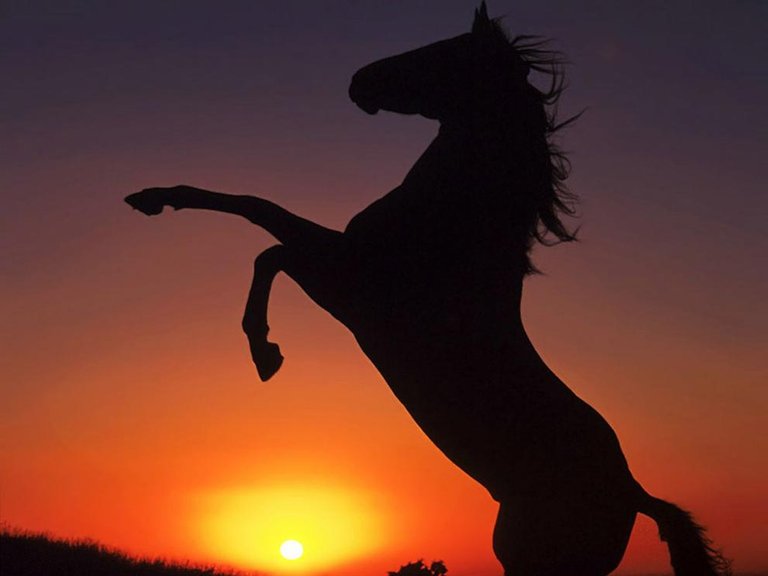 caballos-salvajes-atardecer.jpg