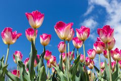 tulipanes-blancos-y-rojos-con-el-cielo-azul-95107752.jpg