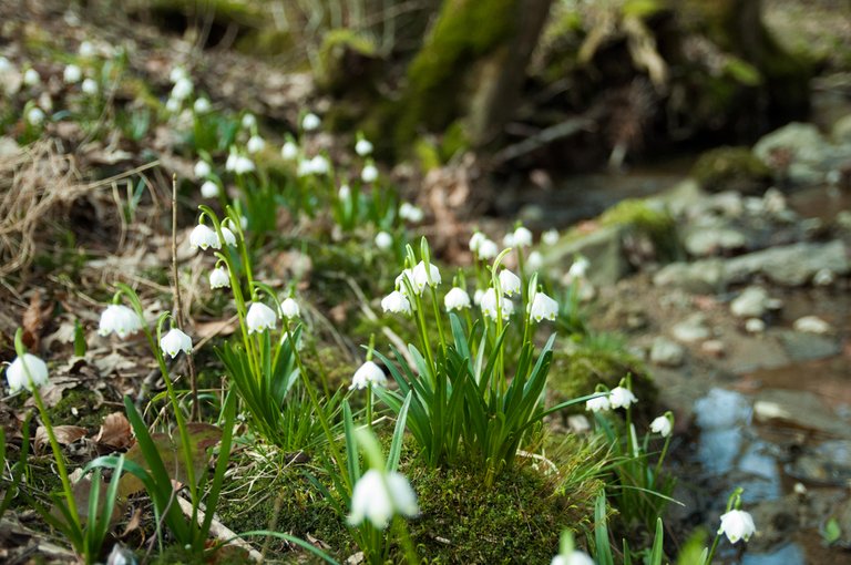 wald.jpg