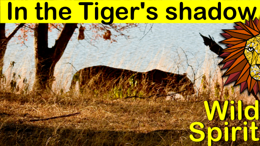 tigers shadow.png