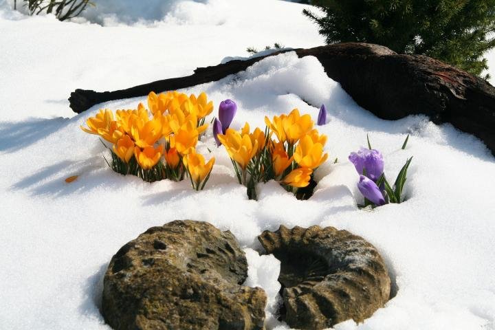 crocus-snow_full_width.jpg