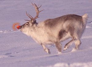 rudolph.jpg