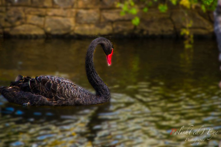 black swan.jpg