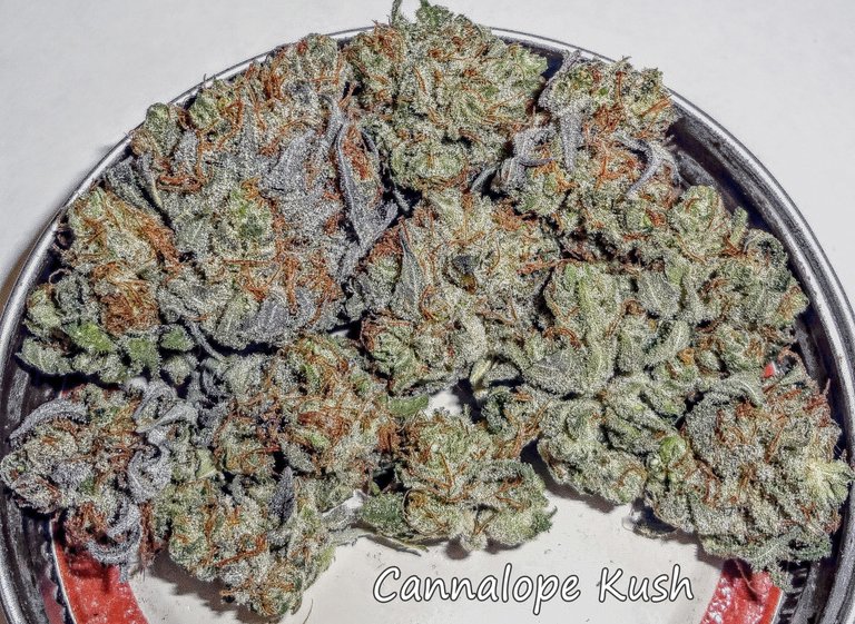 cannalopekush308.JPG