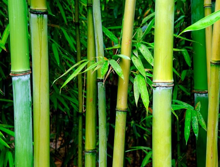 bambu-japones.jpg