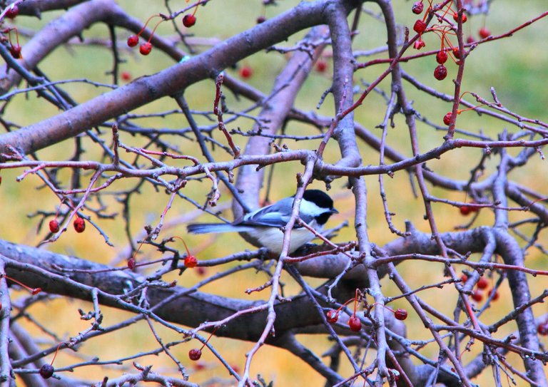 black-capped chickadee PFW19-17sat.JPG