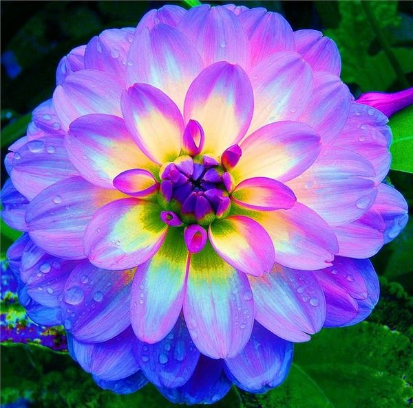 425774f7602fb65cd57596d51a560dd5--dahlia-flowers-flowers-garden.jpg