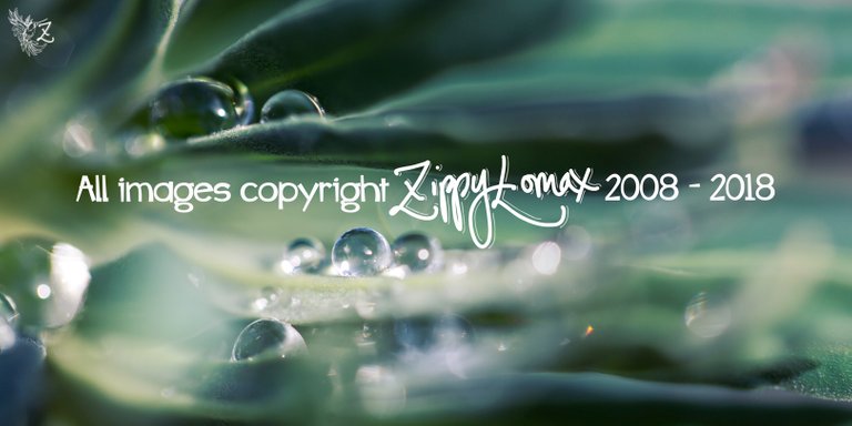 copyright-dewdrops.jpg