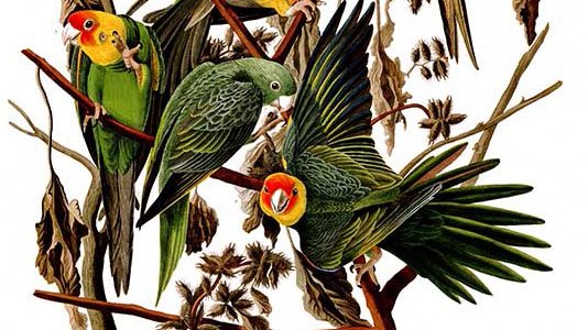 AudubonCarolinaParakeet_cropped.jpg