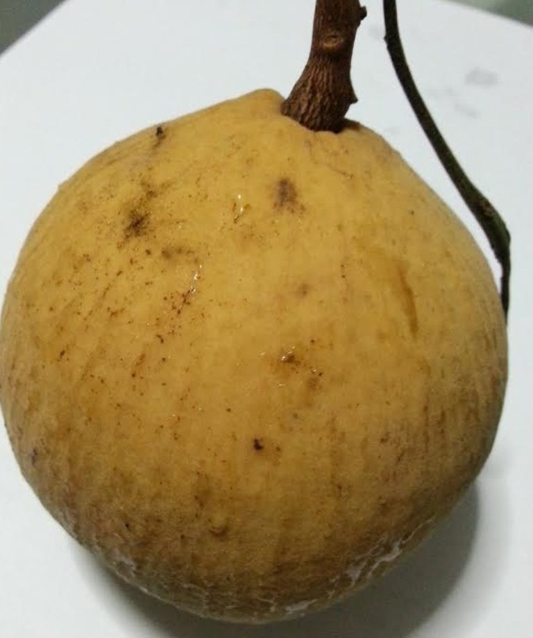 santol3.jpg