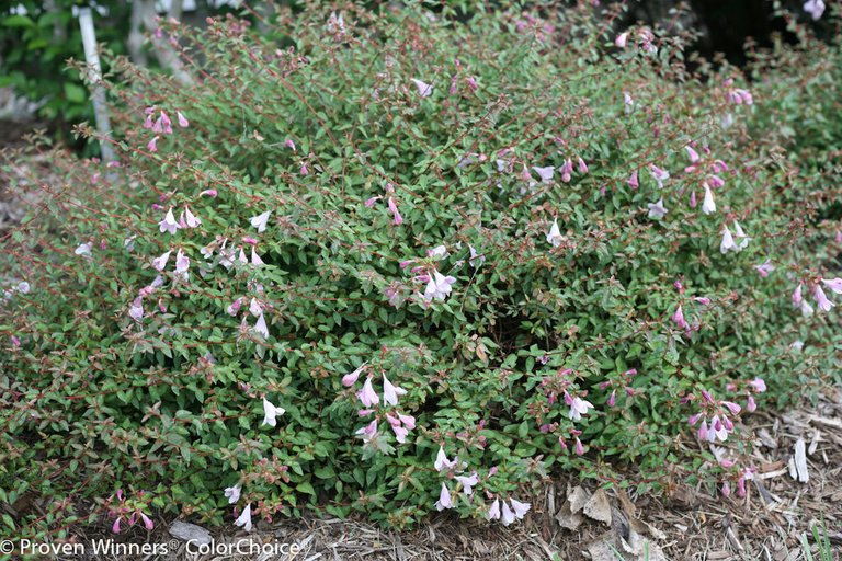 pinky_bells_abelia-8053.jpg