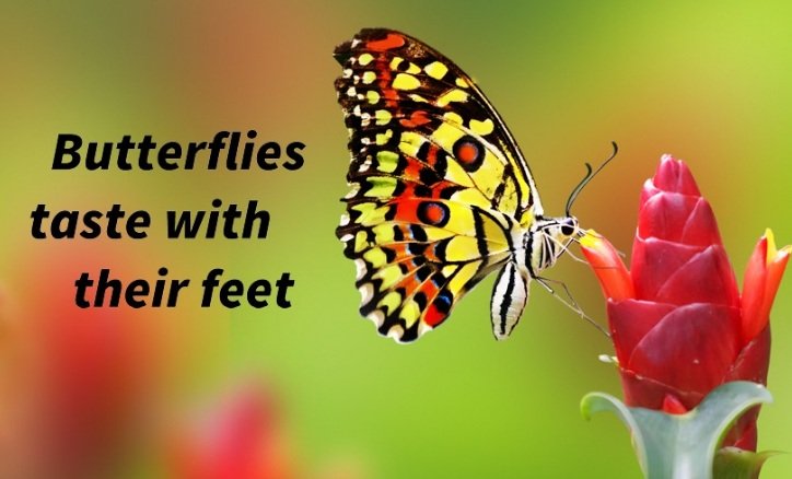 butterfliesfeet.jpg