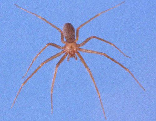 southern_house_spider05.jpg