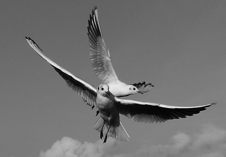 11649274040 - 2 seagulls compete to star in the shot at bw.jpg