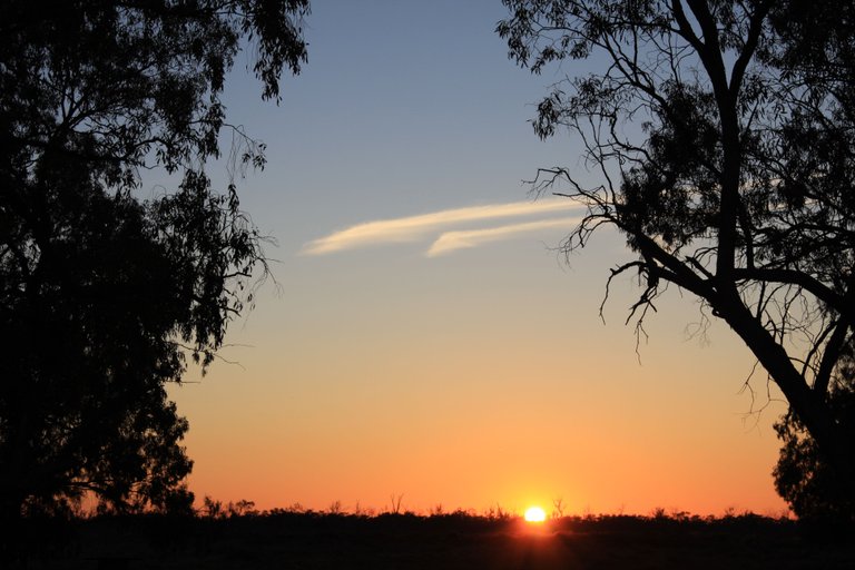 Macquarie Marshes 183.JPG