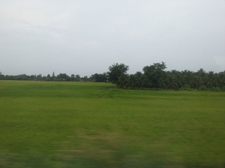 green rice field22.jpg