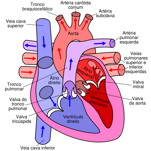 600px-Diagram_of_the_human_heart_(cropped)_pt.svg.png