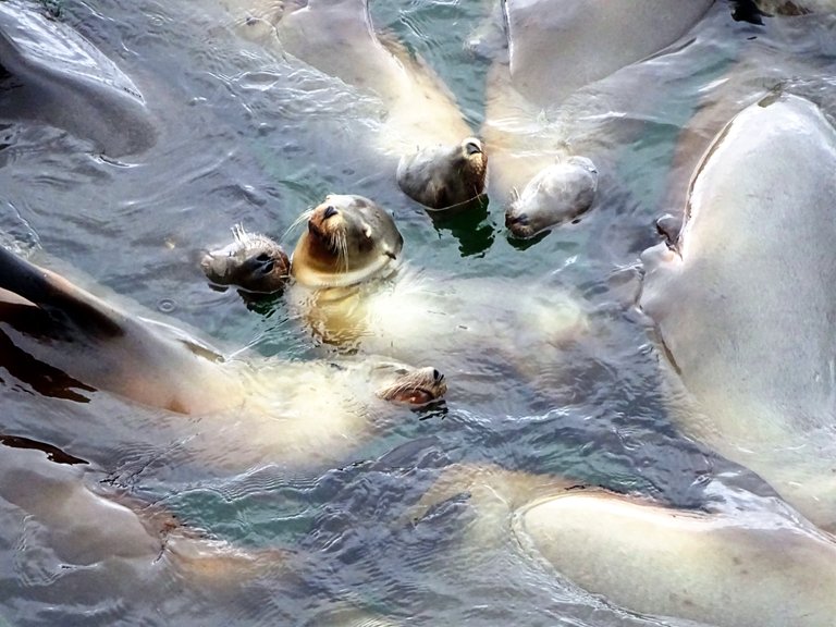 sea-lions-in-calii.jpg