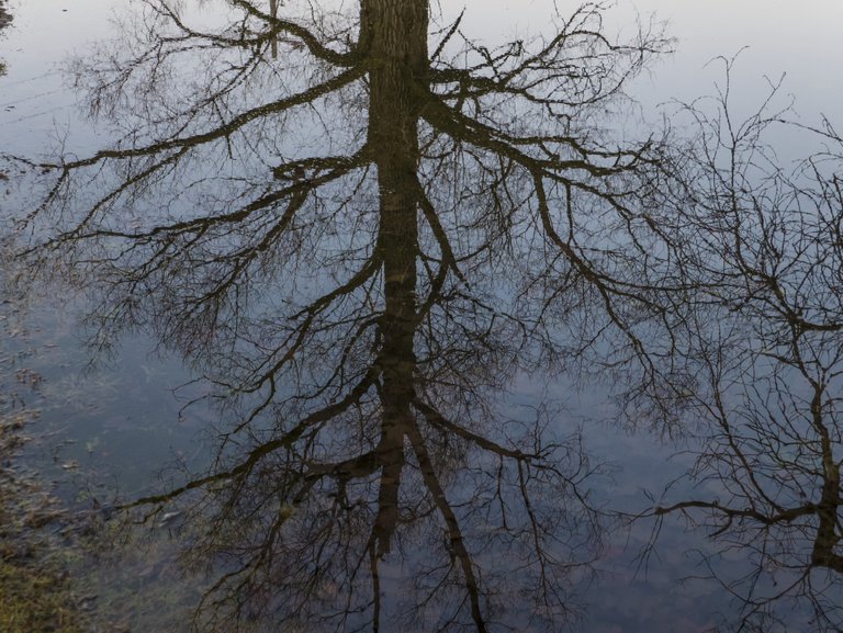 Tree_Reflected_in_Puddle__PS__ P1060279.jpg