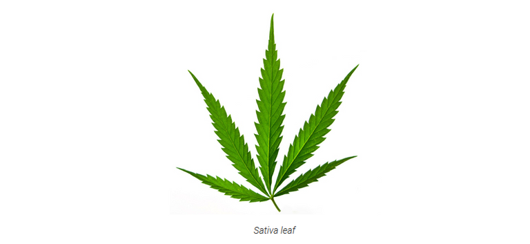 sativa leaf.PNG