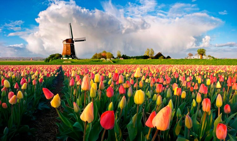 keukenhof_holland_1.jpg