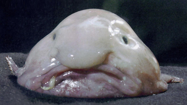 blobfish1.png