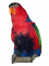 Parrot Red 60HS.jpg