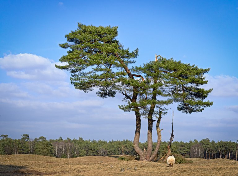 JAH_20180324_2662_zeist_15-Edit.jpg