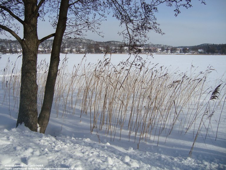 ReedsInTheSnow-001-030818.jpg