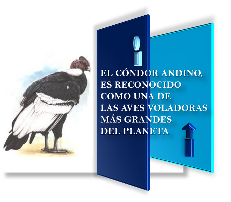 condor.png