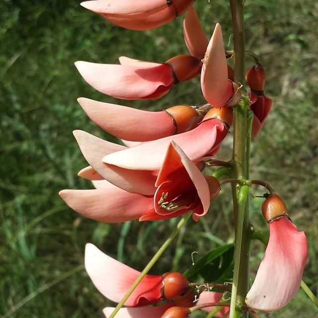 Erythrina coral tree.jpg