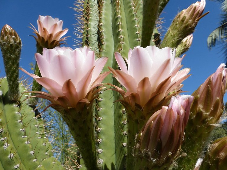 cactus-2547062_960_720.jpg